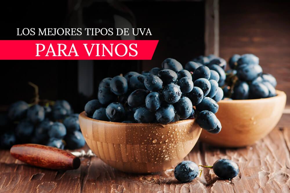 mejores-tipos-de-uva-para-vinos