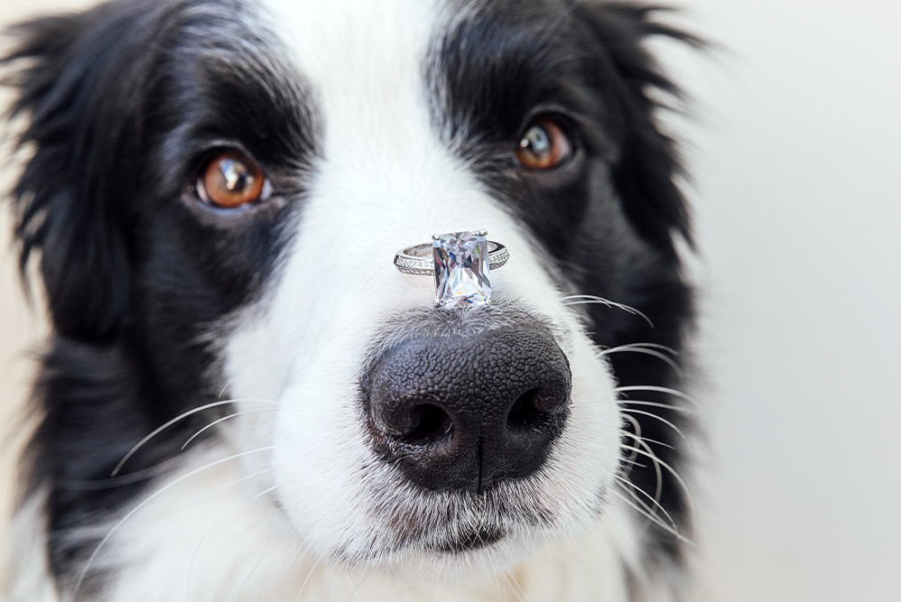 mascota-alternativas-para-pedir-matrimonio