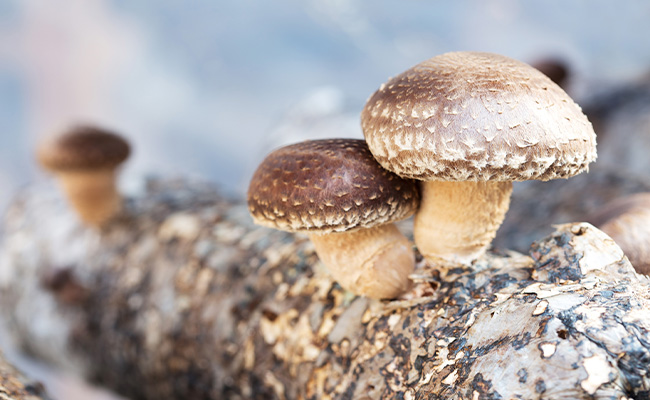 beneficios-del-hongo-shiitake