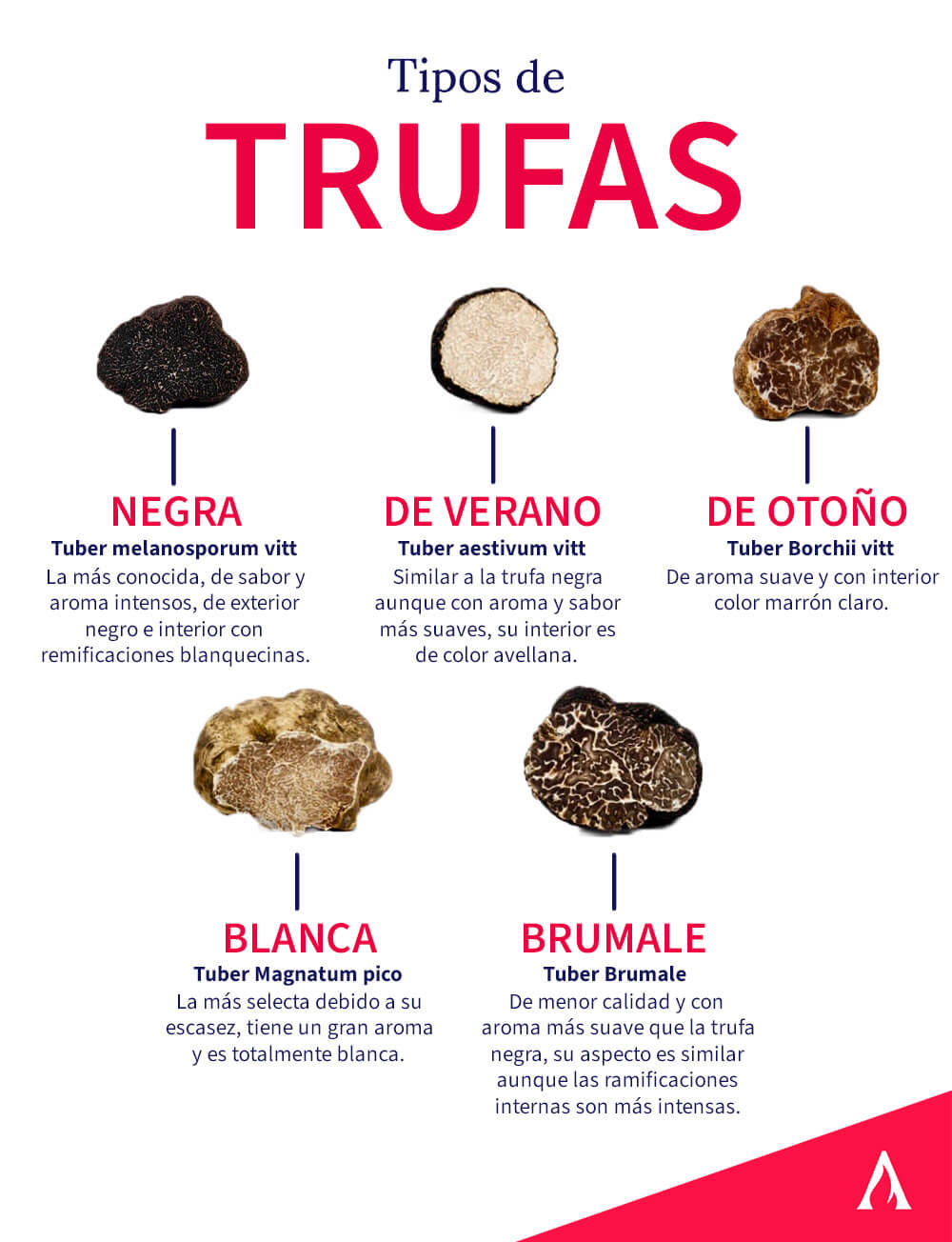 tipos-de-trufas-infografia.jpg