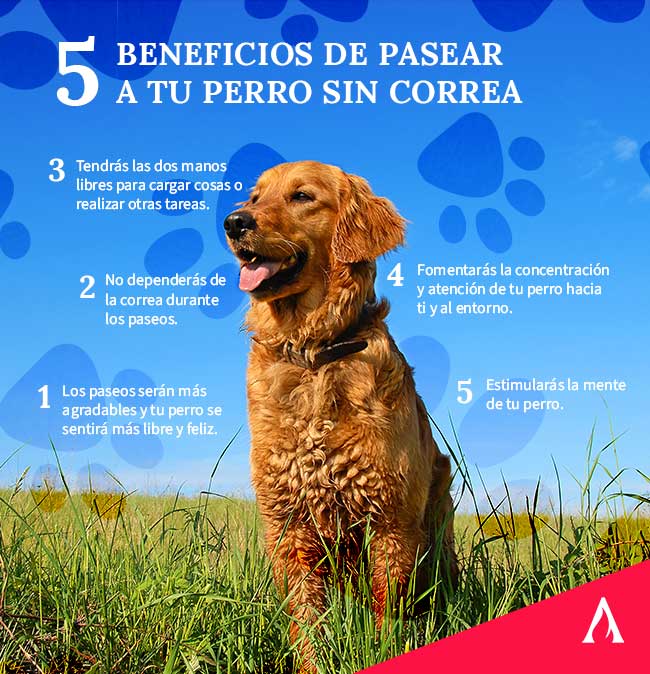 5-beneficios-de-pasear-a-tu-perro-sin-correa