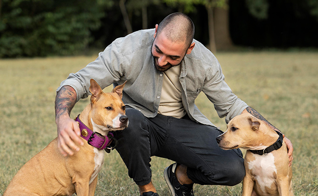 Perro pitbull adulto y cachorro junto a su dueño