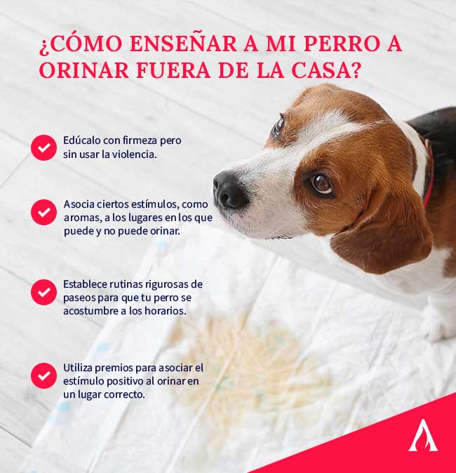 como-ensenar-a-mi-perro-a-orinar-fuera-de-casa