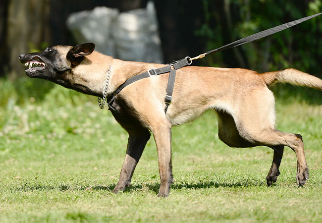 perro-defendiendo