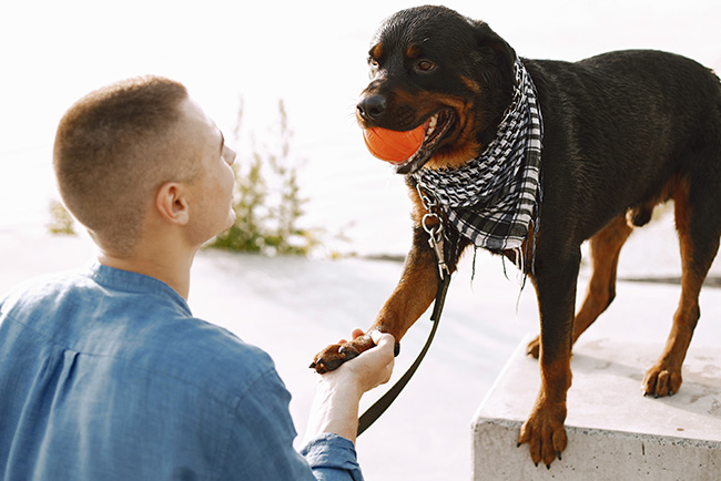 perro dandole la pata a su dueño