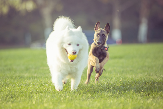 perros jugando en un parque