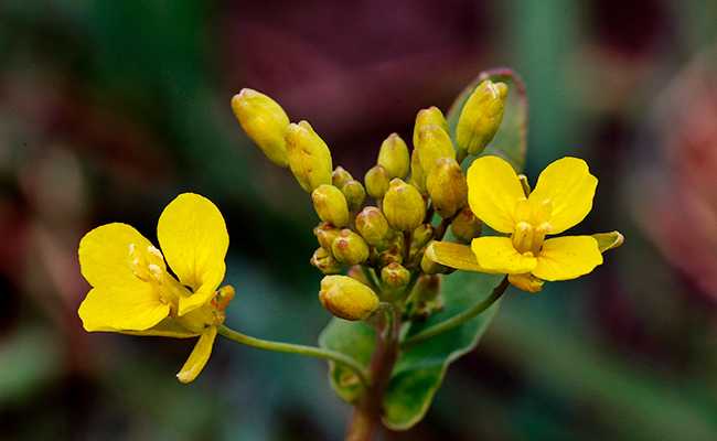 planta y flor de tribulus terrestris