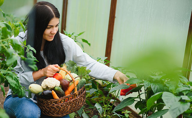 persona seleccionando alimentos de una huerta organica