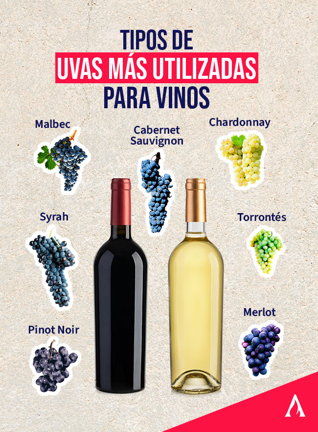 infografia sobre los tipos de uvas mas utilizados