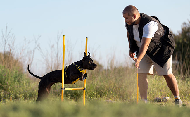 Entrenador educando a un perro