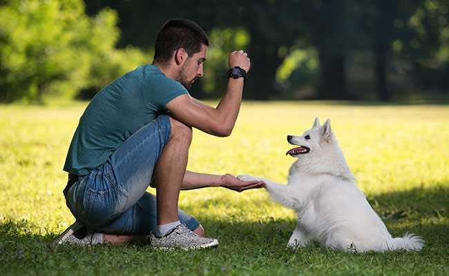 entrenador adiestrando a un perro